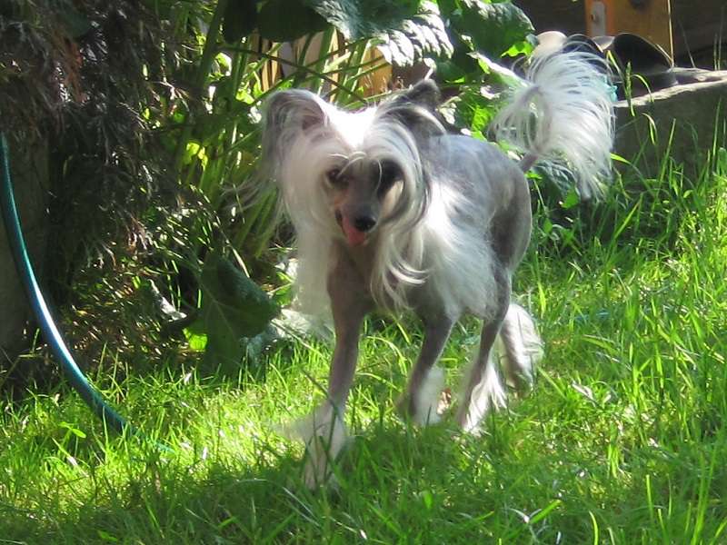 She's The Lady vom Martin's Tal