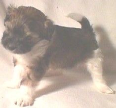 Basito the bashfull baron of Powder Dream 