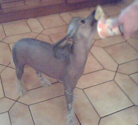 Jindra just a jewel of Powder Dream 