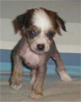 Backlyans Blair Witch