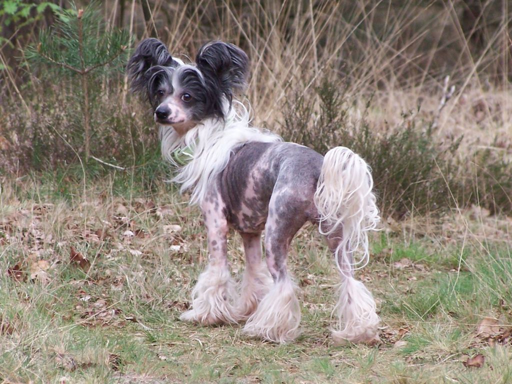 Magic Carpet's Fancy Full Joy