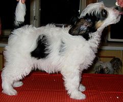 Old Chum's Happyhiphopper