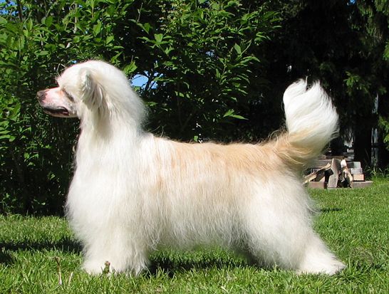 Crestwood No Added Sugar