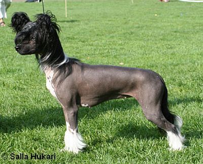 Crestwood Nina's Namesake