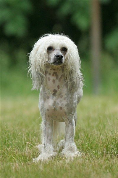 Twice as Nice Incubus