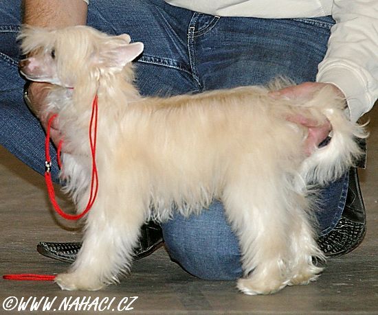 Belinda vom Li- Fa- Gou