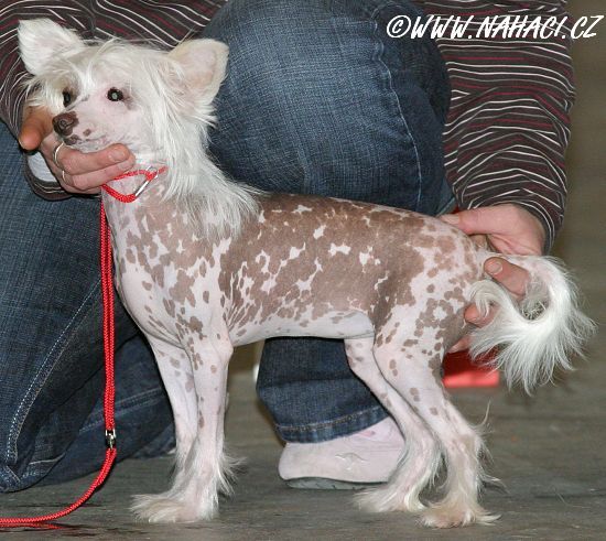 Beauty Famous vom Li- Fa- Gou