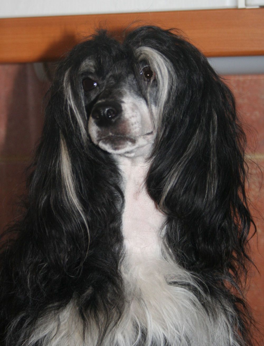 Koh-I-Noor de GabriTho