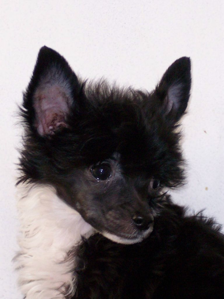 Crestyle Rosen's Tarnia PP