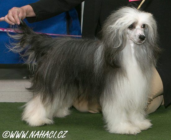 Clayton Mo Hayo Al Maarii Sapphire