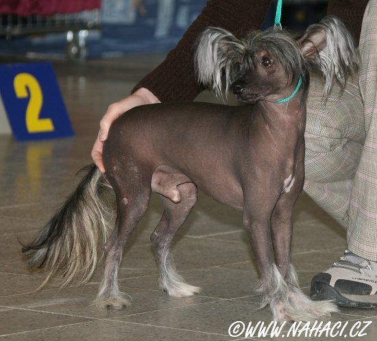 Carenio De Este Al Maarii Sapphire