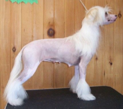 Crestyle Jxs Graphic Design