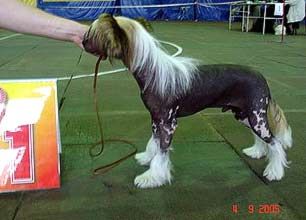 Enigmatyczny Excentryk Polot