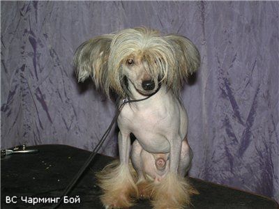 Vivat Sanraiz Charming Boy