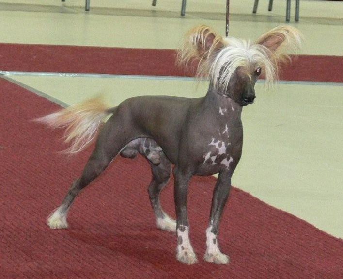 Joyway's Prince Of Joy