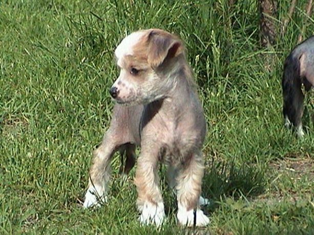 Inzynier Raj dla Zwierzat