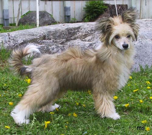 Joyway's Oopsie Daisy