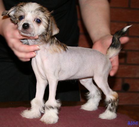 Dragon Moon Seek No More