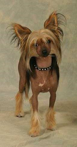 In-Sa-In Hellary Levian Svift