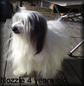 Blue Wing's Nozzie Need Your Love