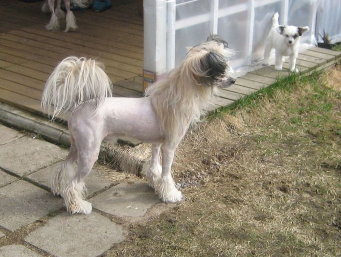 Joyway's Obey Name Eddie