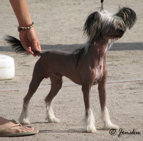 Kaunisvirran Mörri Möykky