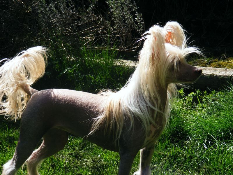 Sunberry's Miss Molly