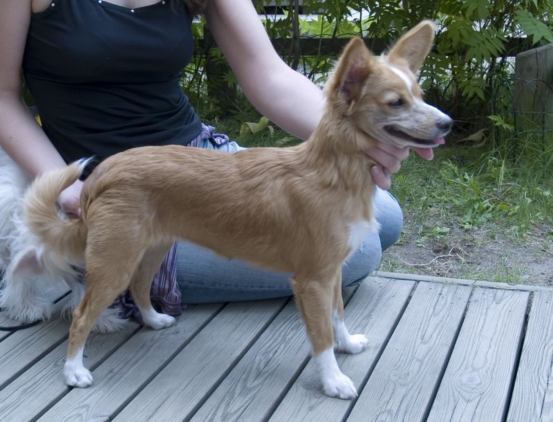 Joyway's Princess Poppy