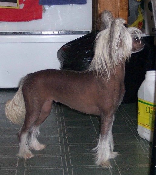 Orchid's P'Zazz of Andamar