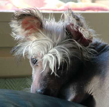 Votus Bleu des Joyaux de Melita