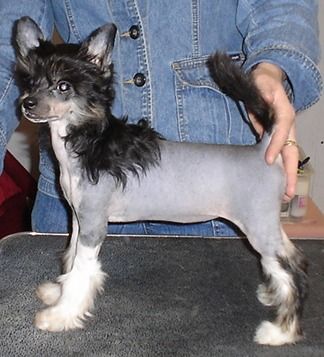 Paradice Hot Topic At Edencrest