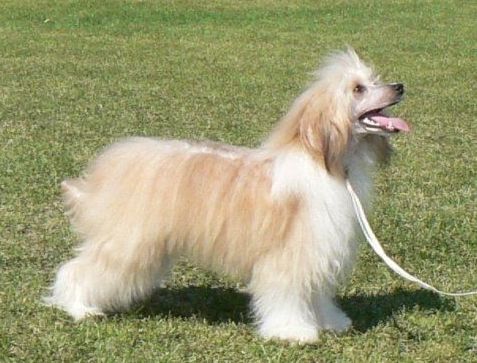 Gallileo Gabris Avokaduh