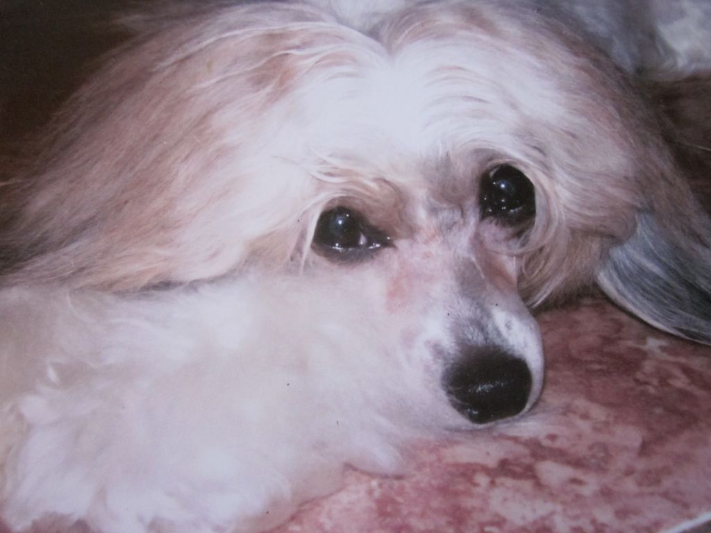 Apriori Vip Aysi Shampain