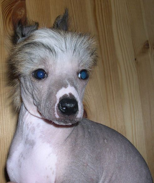 Belshaw's Blue Dreams