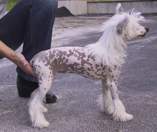 Willow Star's Express To Jaqueline