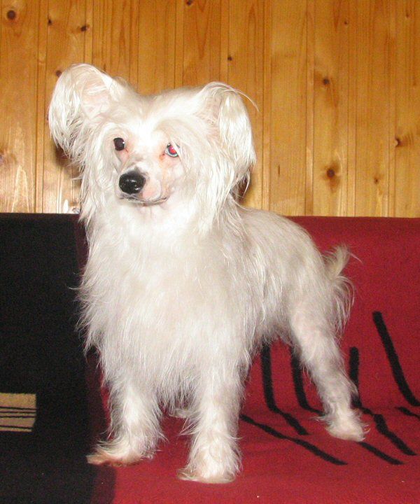 Sun Dan Chocolate Star