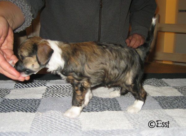 Stormblåstens Mercyful Fate