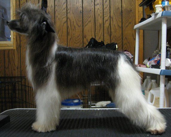 Hairicane Sayber Gardine