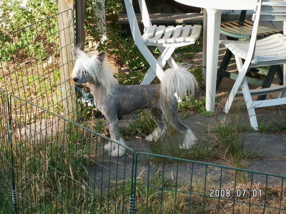 Lionheart Krack a Hacker