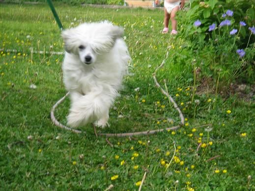 Kinapuffens Anastasia