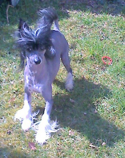 El Ninja Top Model De Rama