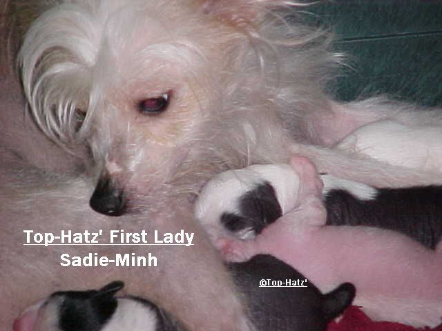 Top-Hatz First Lady Sadie-Minh