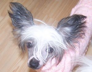 Belsebubs Ba Ba Shan Ren