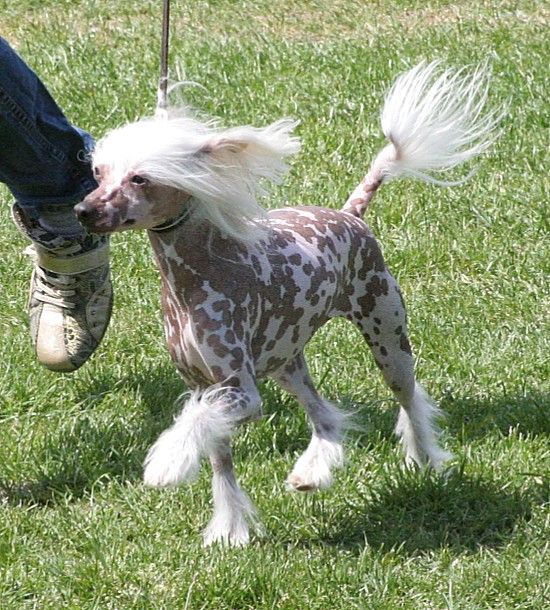 Sippelins I Show You