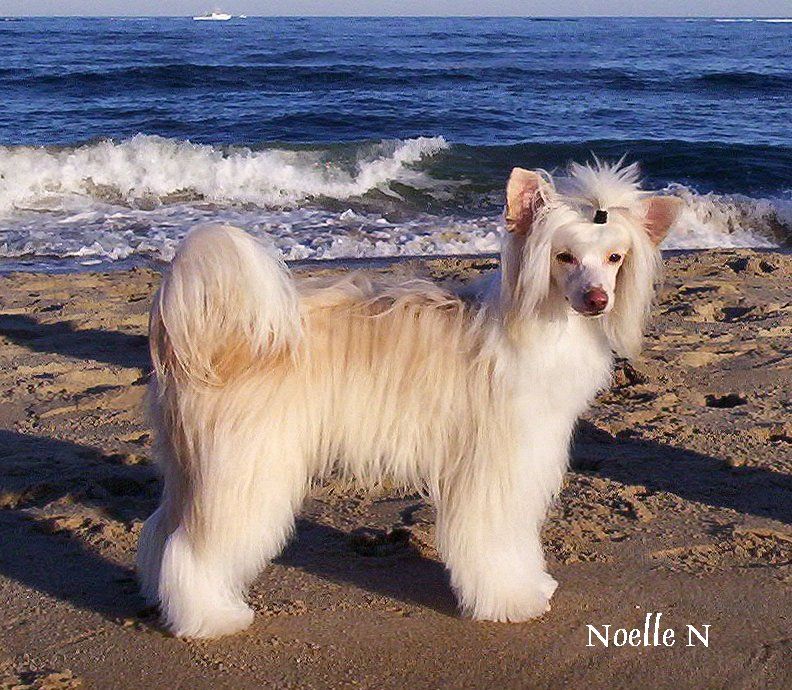 Faetura Aheir To The Throne