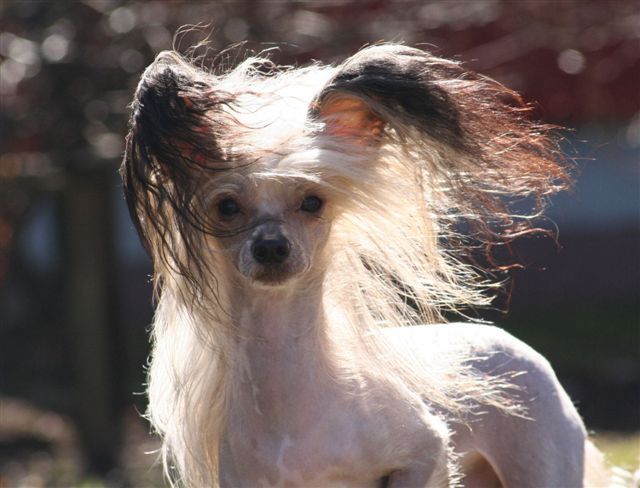 Faetura Atlantic Express