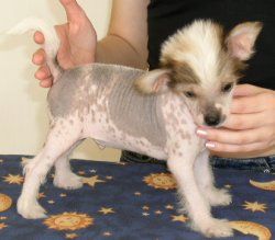 Carpe Diem Hot Chocolate