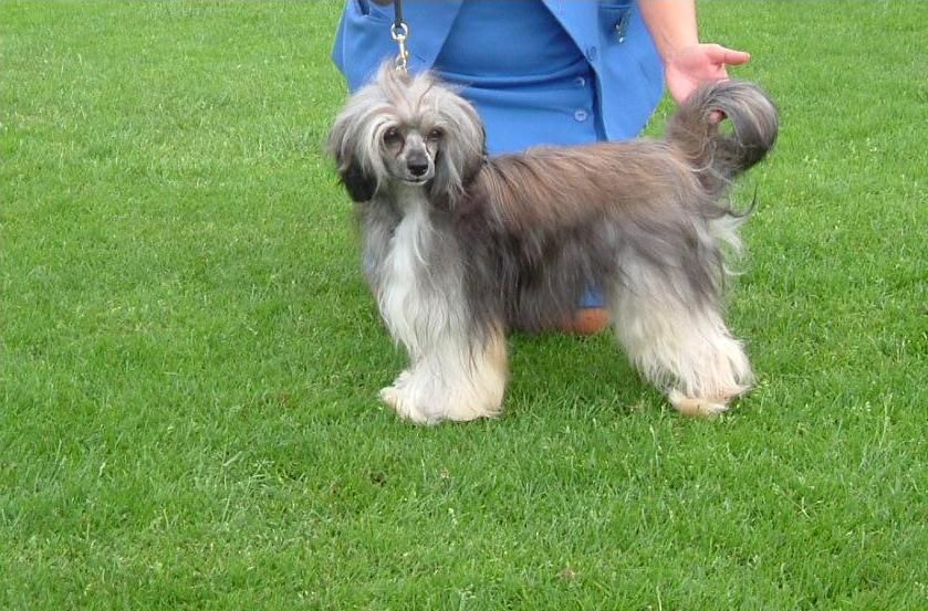 Cool Crowd's Bogus O Blackmail