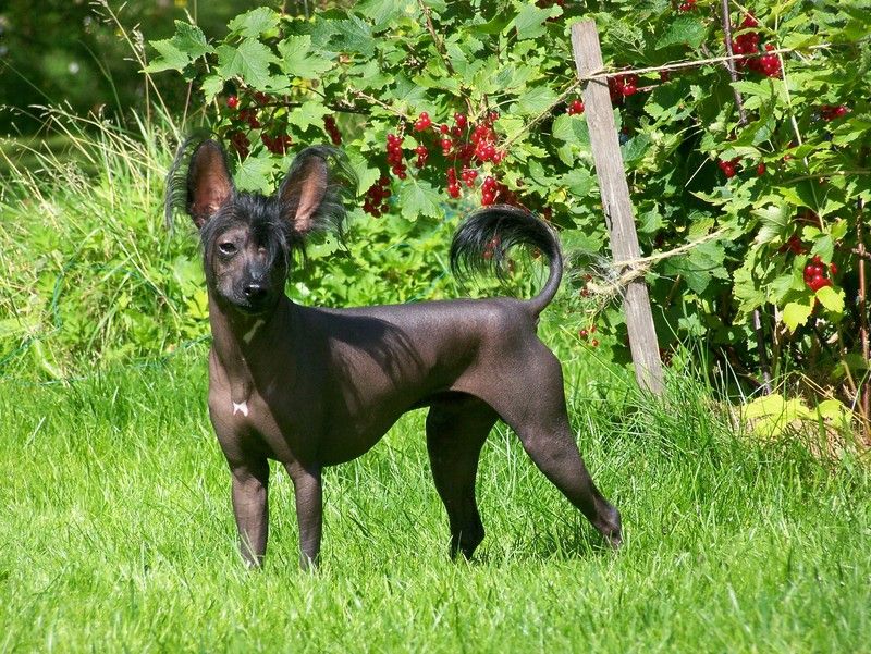 Dream of Silk Black Money