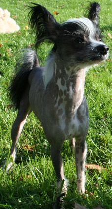 Dream of Silk Black Mexican